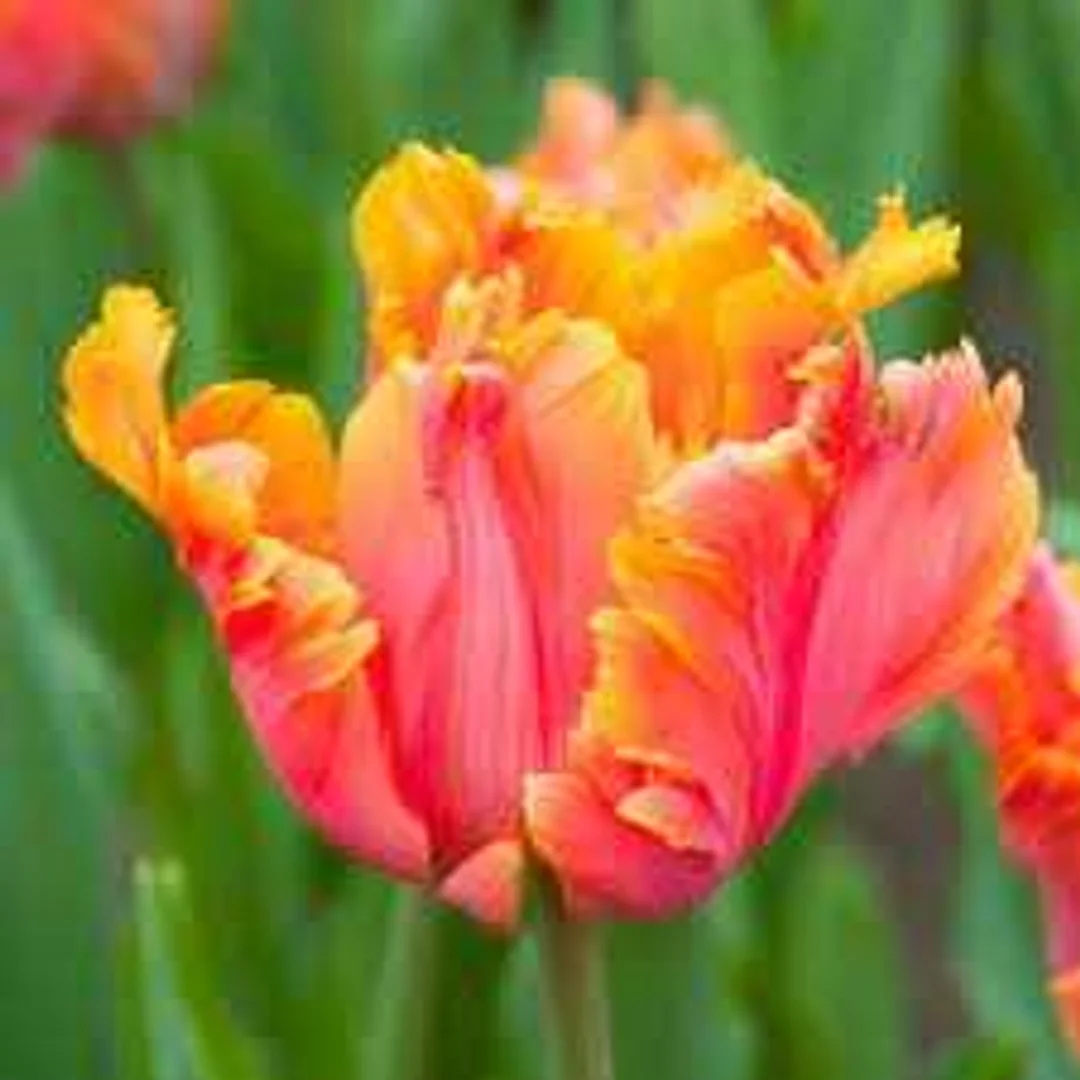Tulipa Amazing Parrot Tulipan 'Amazing Parrot' 5SZT