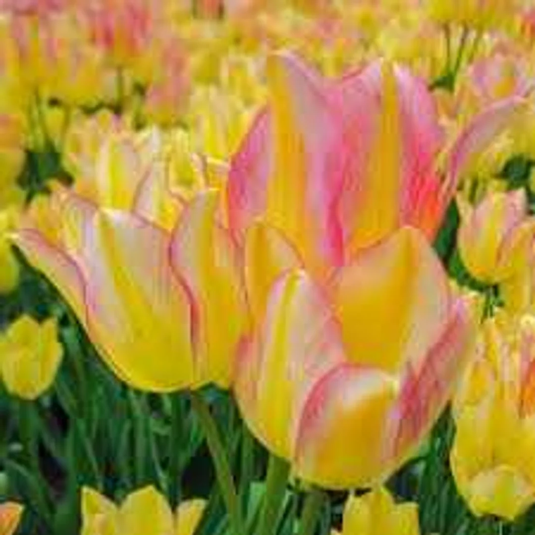 Tulipa Antoinette Tulipan 'Antoinette'5SZT