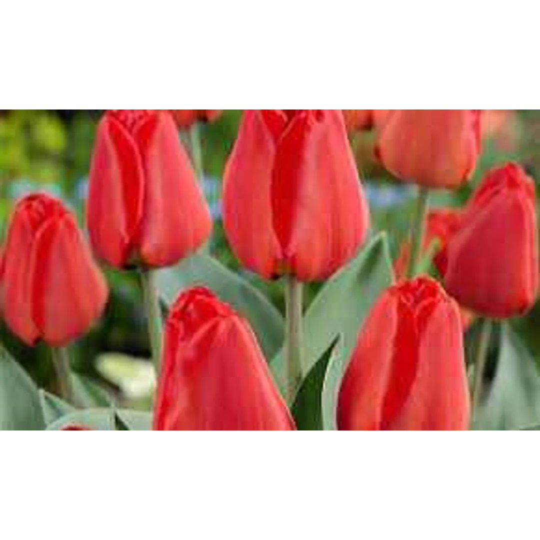 Tulipa Apeldorn Tulipan 'Apeldorn' 5SZT