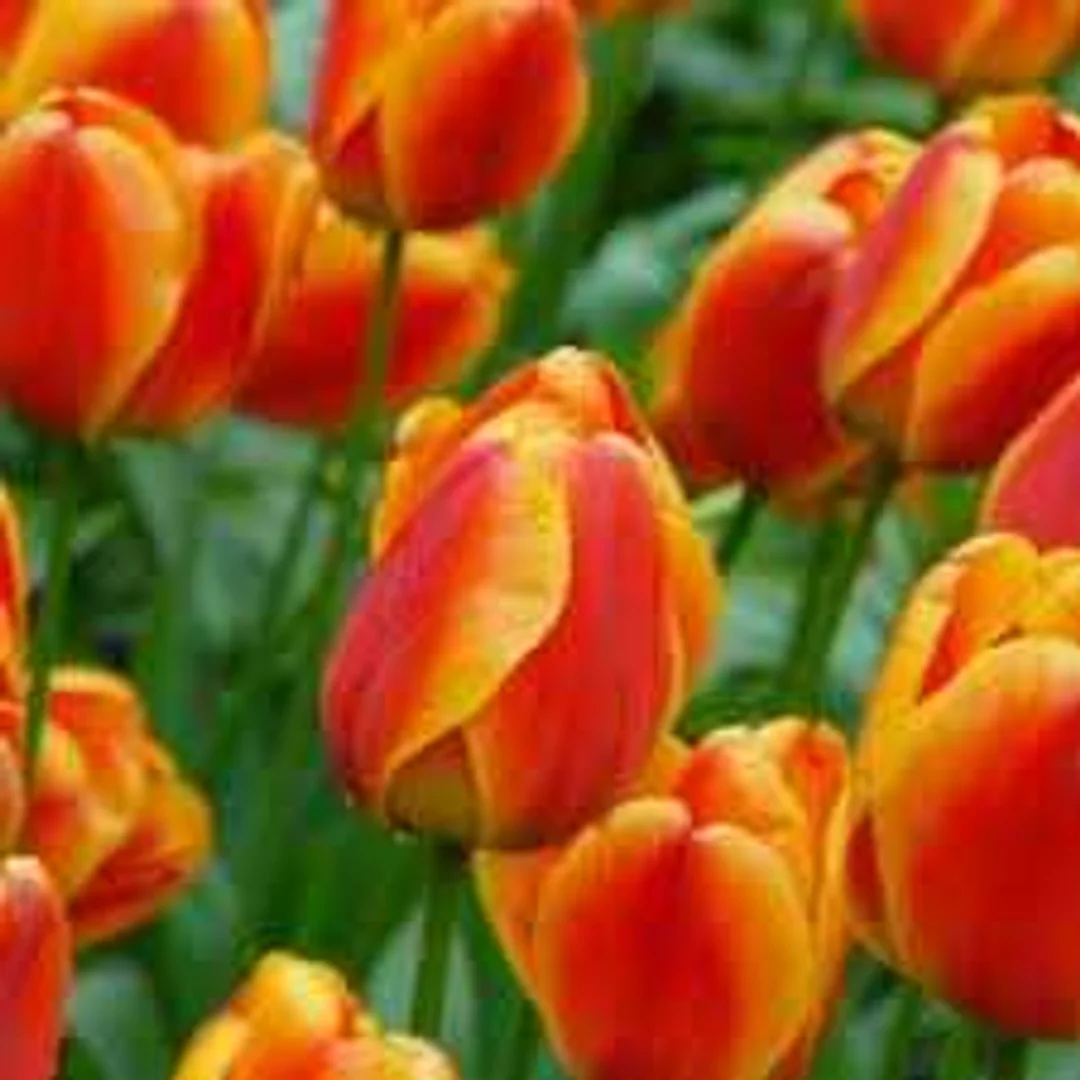 Tulipa Apeldron's Elite Tulipan 'Apeldorn's Elite 5SZT