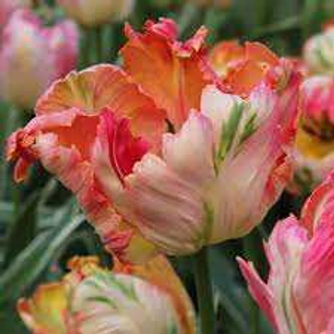 Tulipa Apricot Parrot Tulipan 'Apricot Parrot' 5SZT