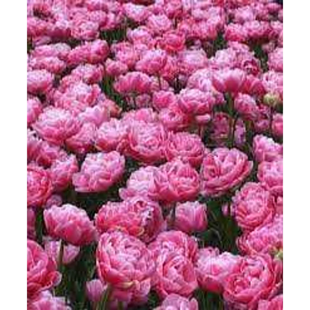 Tulipa Aveyron Tulipan 'Aveyron' 5SZT