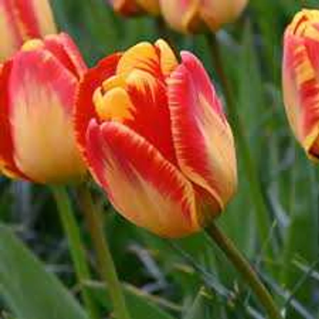 Tulipa Banja Luka Tulipan 'Banja Luka 5SZT