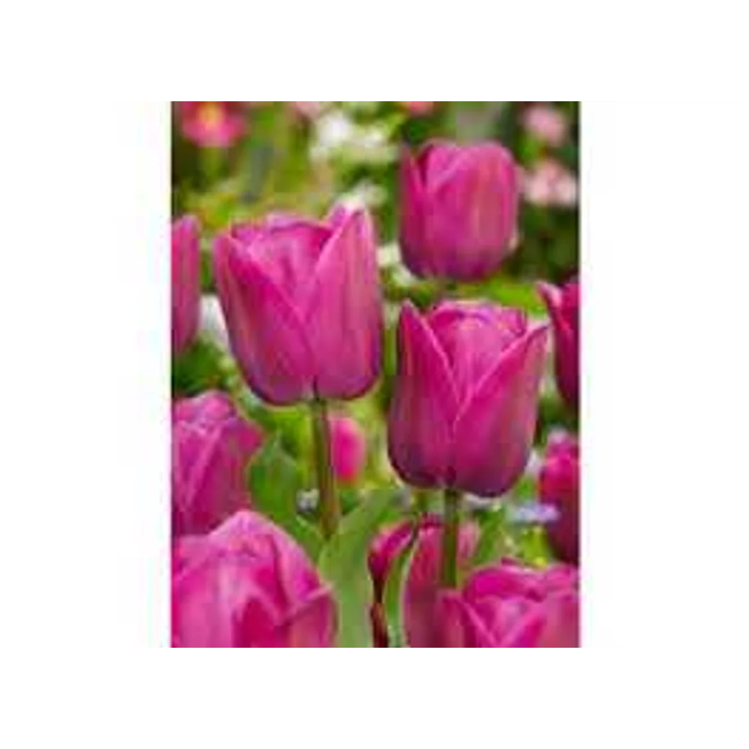 Tulipa Barcelona Tulipan 'Barcelona' 5SZT