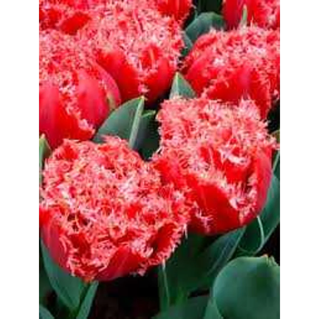 Tulipa Bendigo Tulipan 'Bendigo' 5SZT