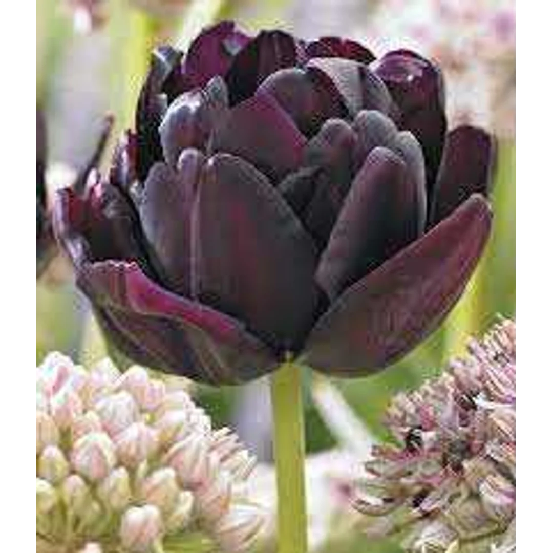 Tulipa Black Hero Tulipan 'Black Hero' 5SZT