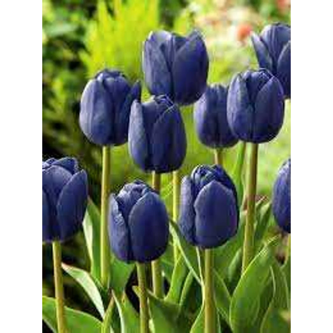 Tulipa Blue Aimable Tulipan 'Blue Aimable 5SZT