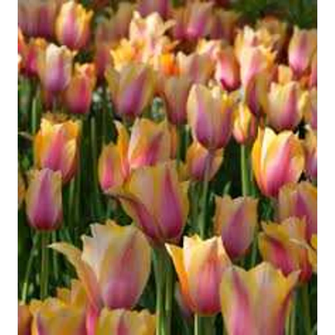 Tulipa Blushing Lady Tulipan 'Blushing Lady' 5SZT