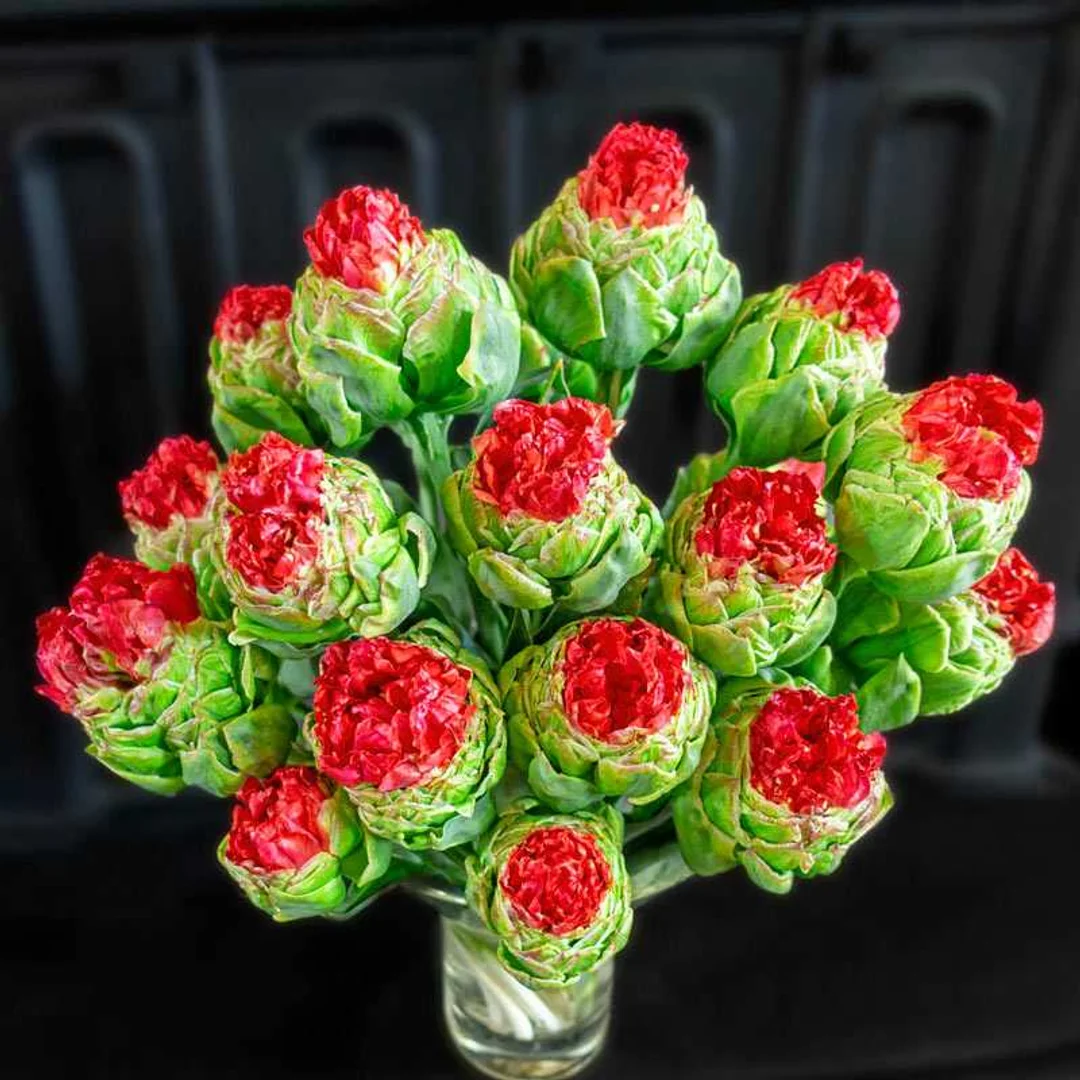Tulipa Bull's Eye Tulipan 'Bull's Eye' 5SZT