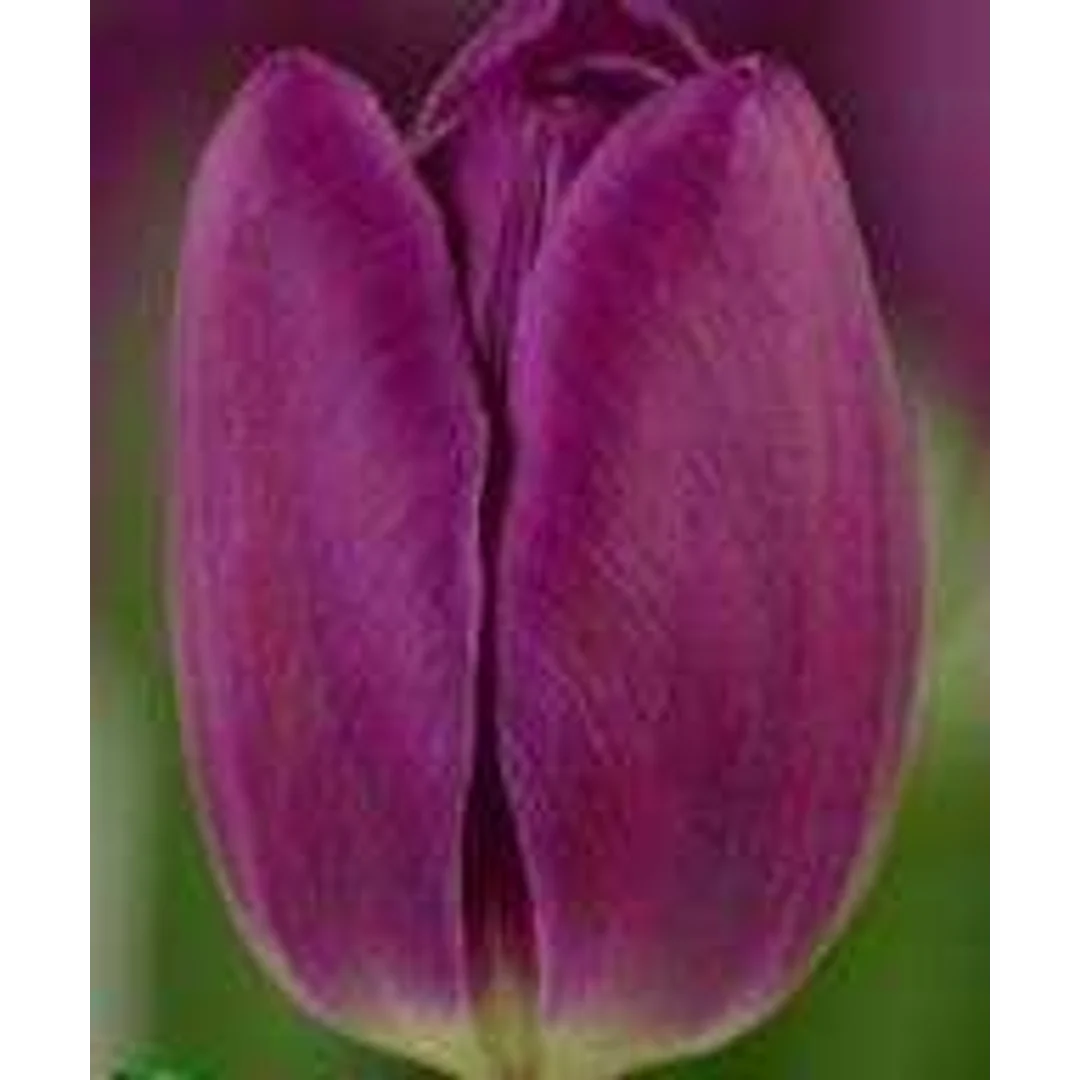 Tulipa Bullit Tulipan 'Bullit' 5SZT