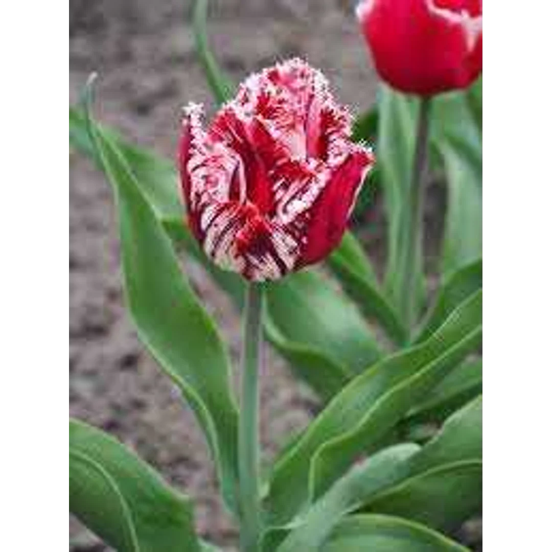 Tulipa Canasta Tulipan 'Canasta' 5SZT