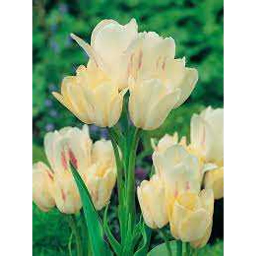Tulipa Candy Club Tulipan 'Candy Club' 5SZT