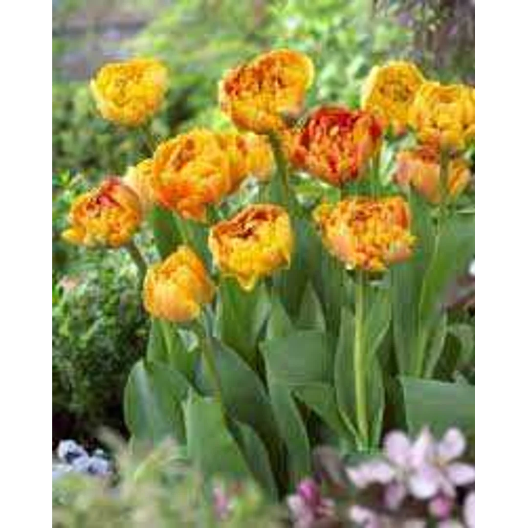 Tulipa Caracas Tulipan 'Caracas' 5szt