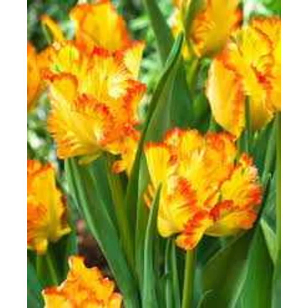 Tulipa Caribbean Parrot Tulipan 'Caribbean Parrot'5SZT