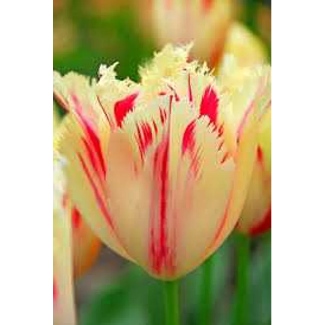 Tulipa Carrousel Tulipan 'Carrousel'5SZT