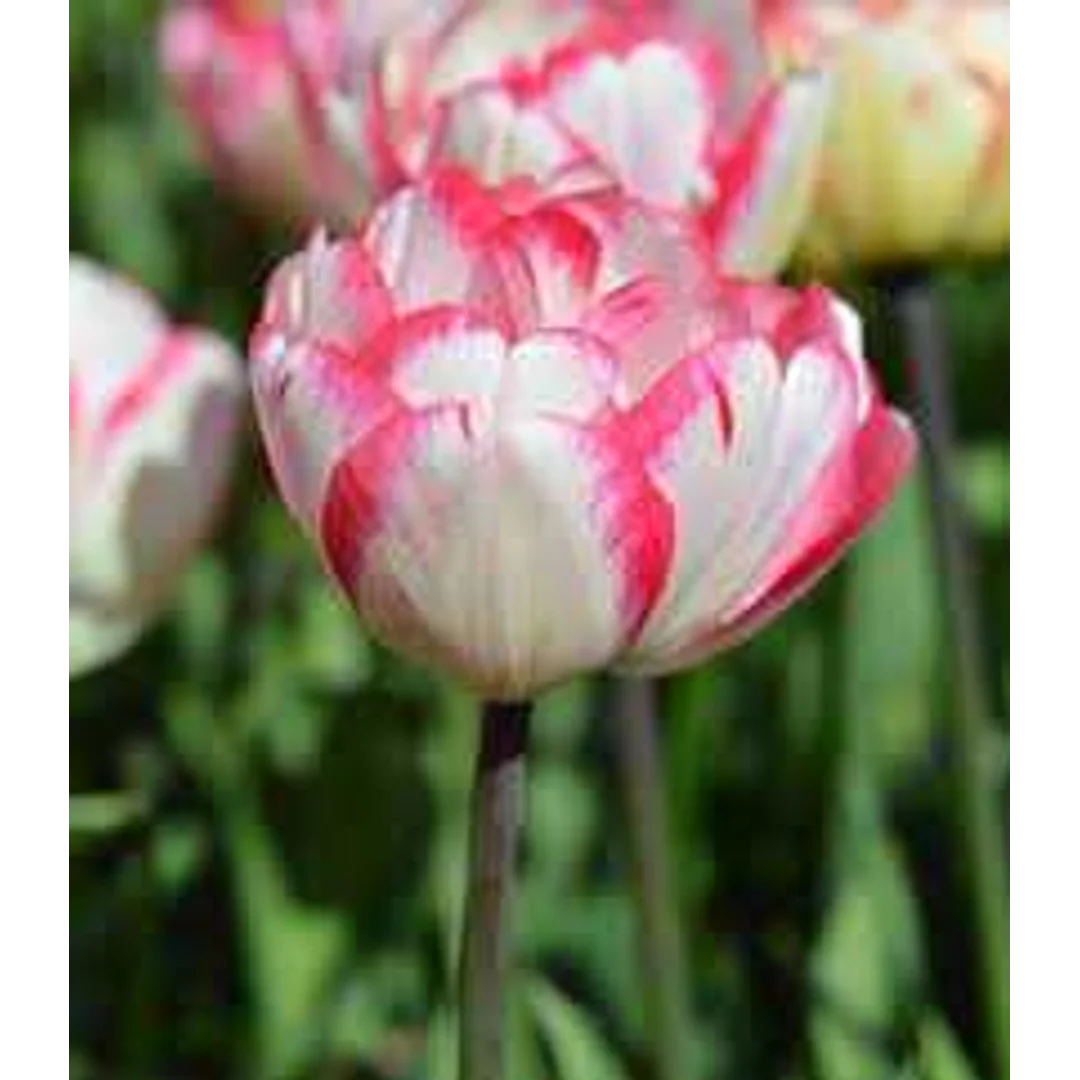 Tulipa Cartouche Tulipan 'Cartouche5SZT