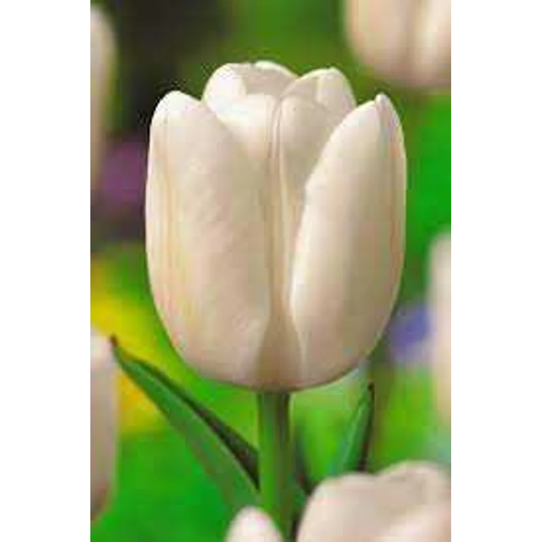 Tulipa Catherina Tulipan 'Catherina'5SZT