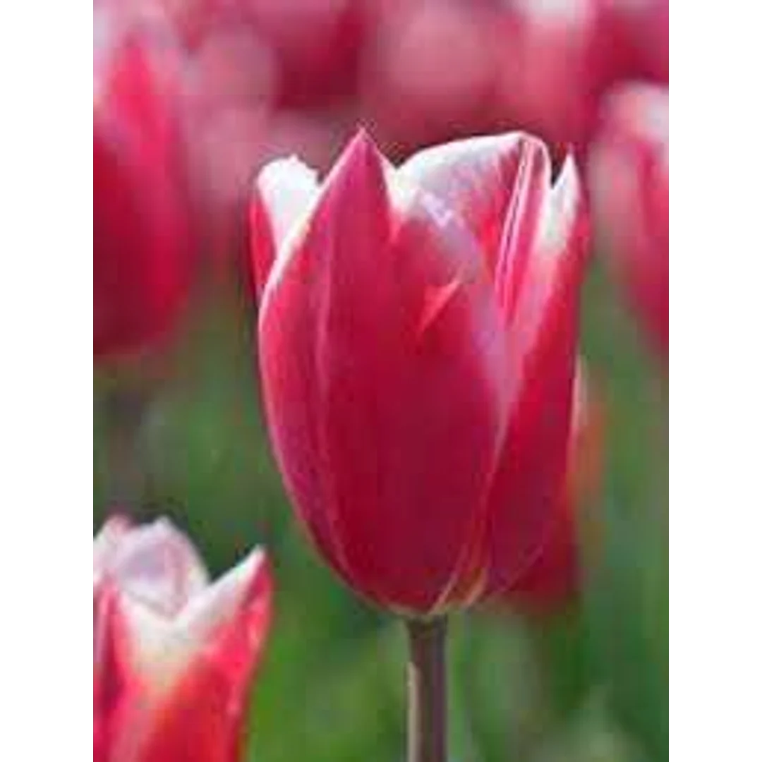 Tulipa Chacha Tulipan 'Chacha' 5SZT