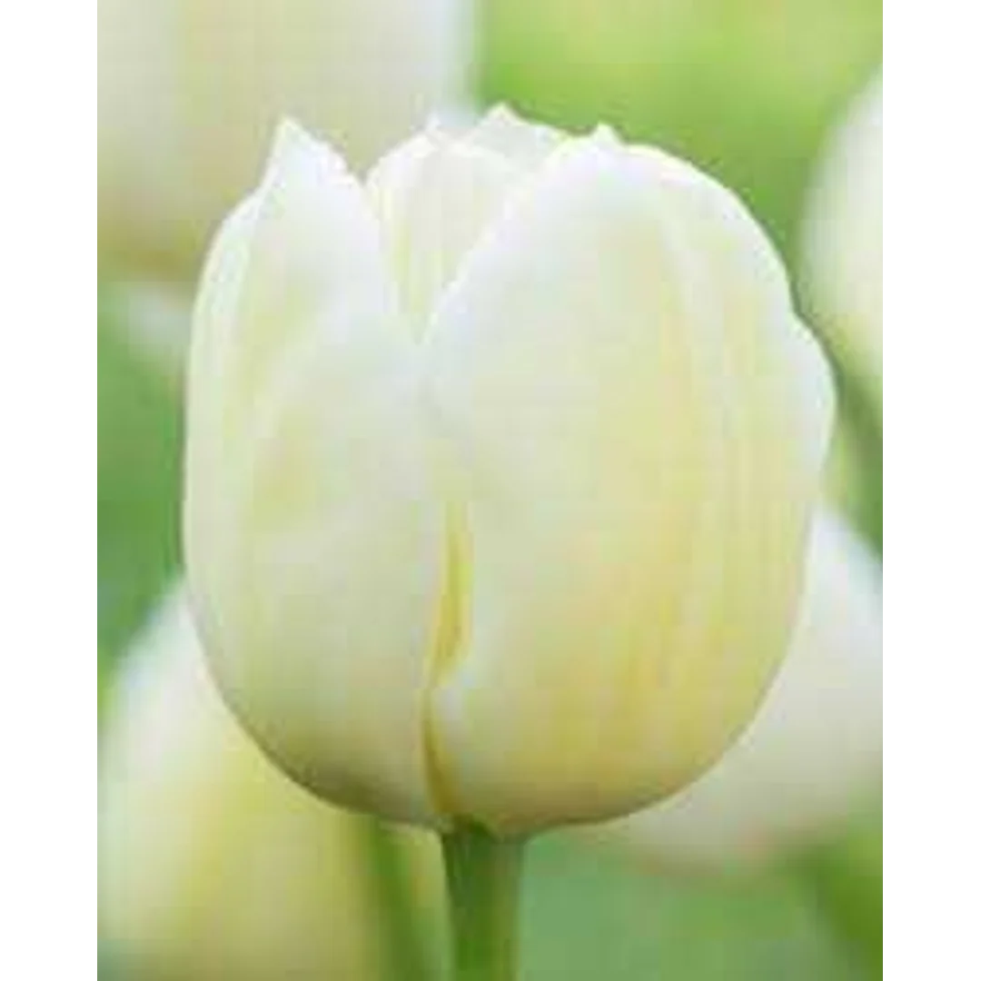 Tulipa City of Vancouver Tulipan 'City of Vancouver' 5SZT