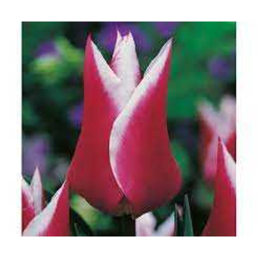 Tulipa Claudia Tulipan 'Claudia' 5SZT