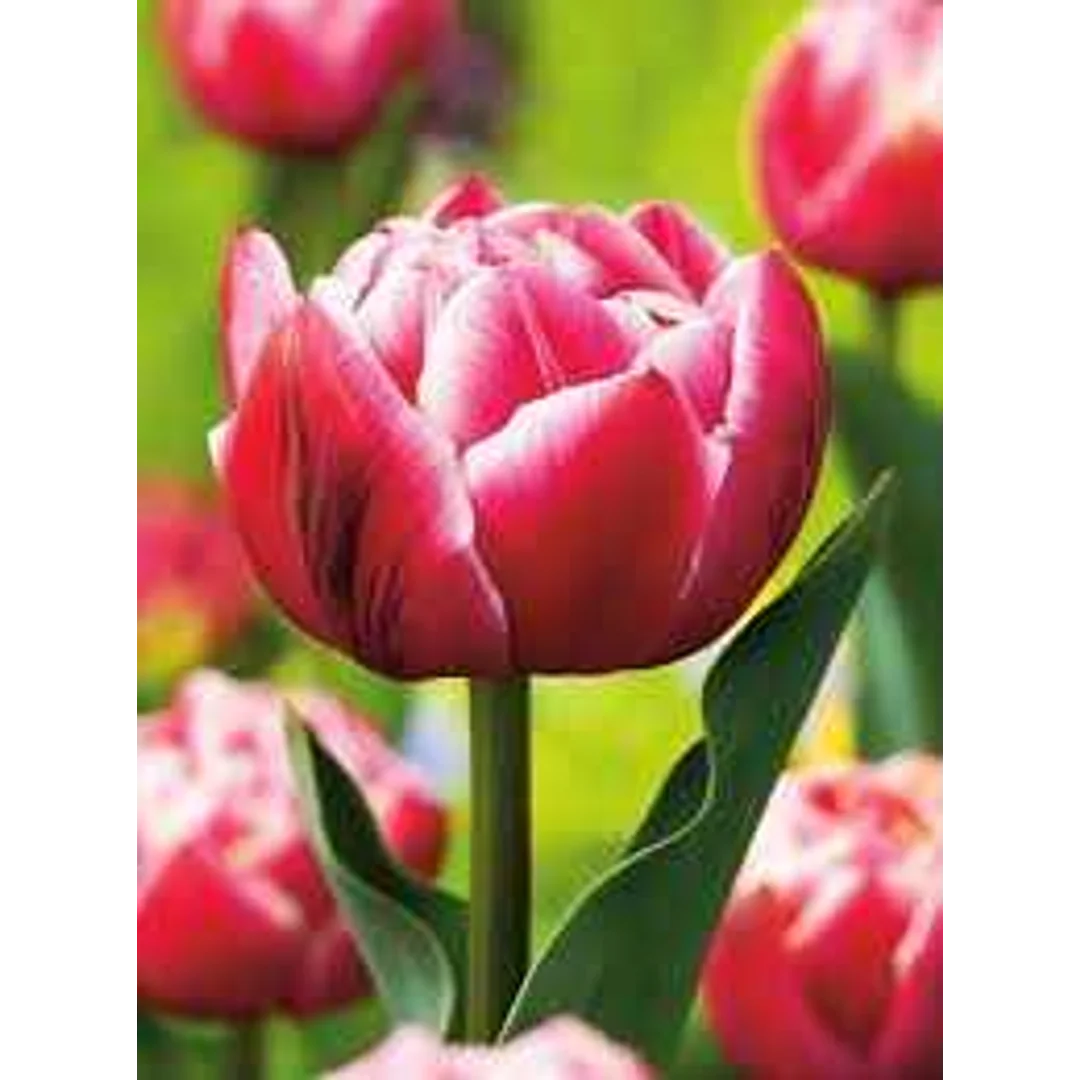 Tulipa Columbus Tulipan 'Columbus' 5SZT