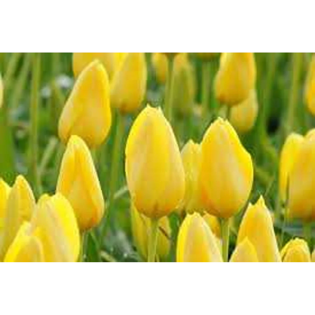Tulipa Conqueror Tulipan 'Conqueror'5SZT