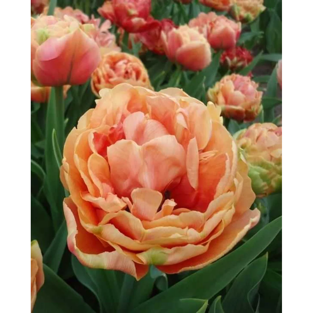 Tulipa Copper Image Tulipan 'Copper Image' 5SZT