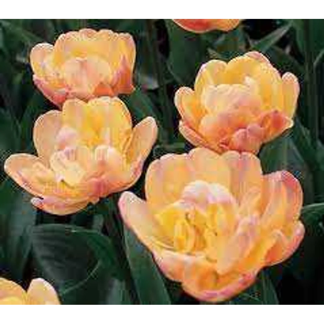 Tulipa Creme Upstar Tulipan 'Creme Upstar' 5SZT