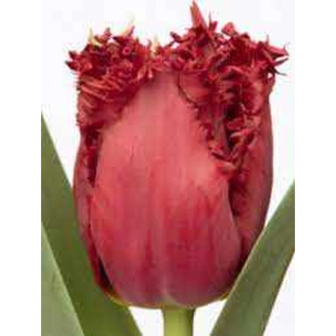 Tulipa Cummins Tulipan 'Cummins'5SZT