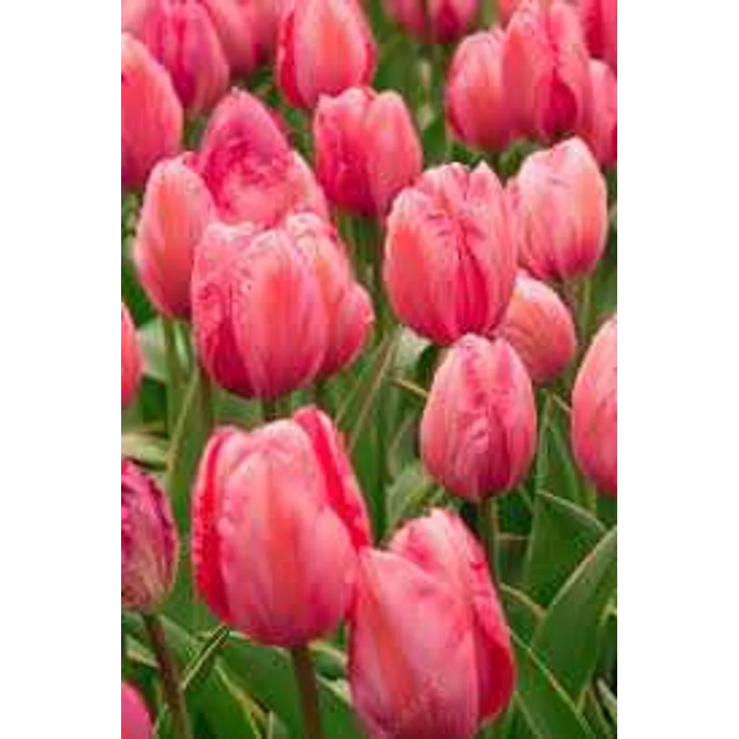 Tulipa Design Impression Tulipan 'Design Impression' 5SZT