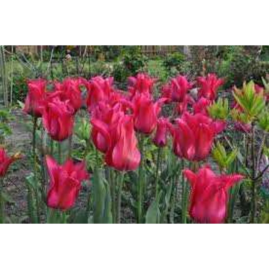 Tulipa Doll's Minuet Tulipan 'Doll's Minuet'5SZT