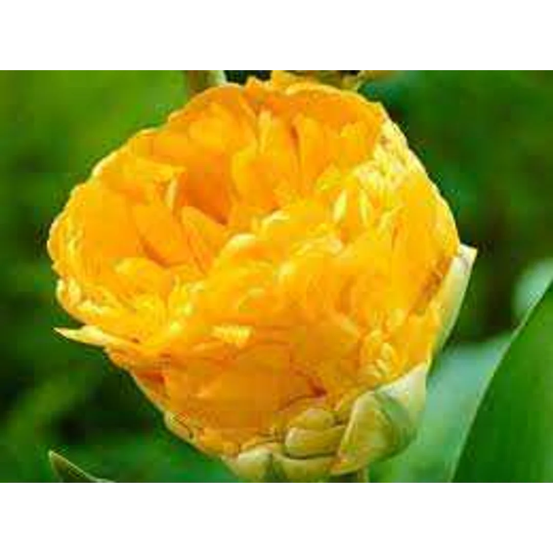 Tulipa Double Beauty of Apeldoorn 'Double Beauty of Apeldoorn' 5SZT