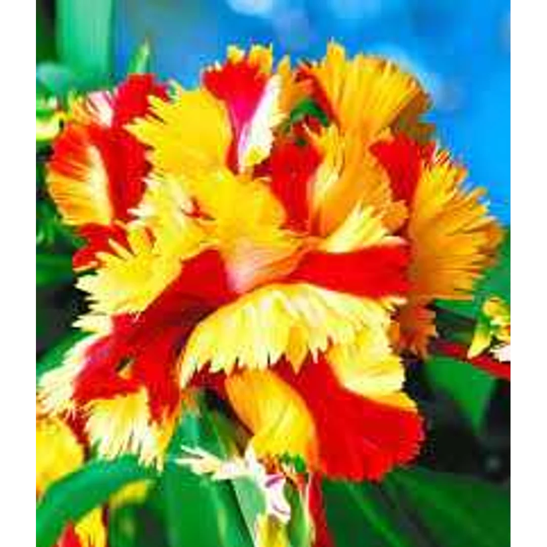 Tulipa Double Flaming Parrot Tulipan 'Double Flaming Parrot' 5SZT