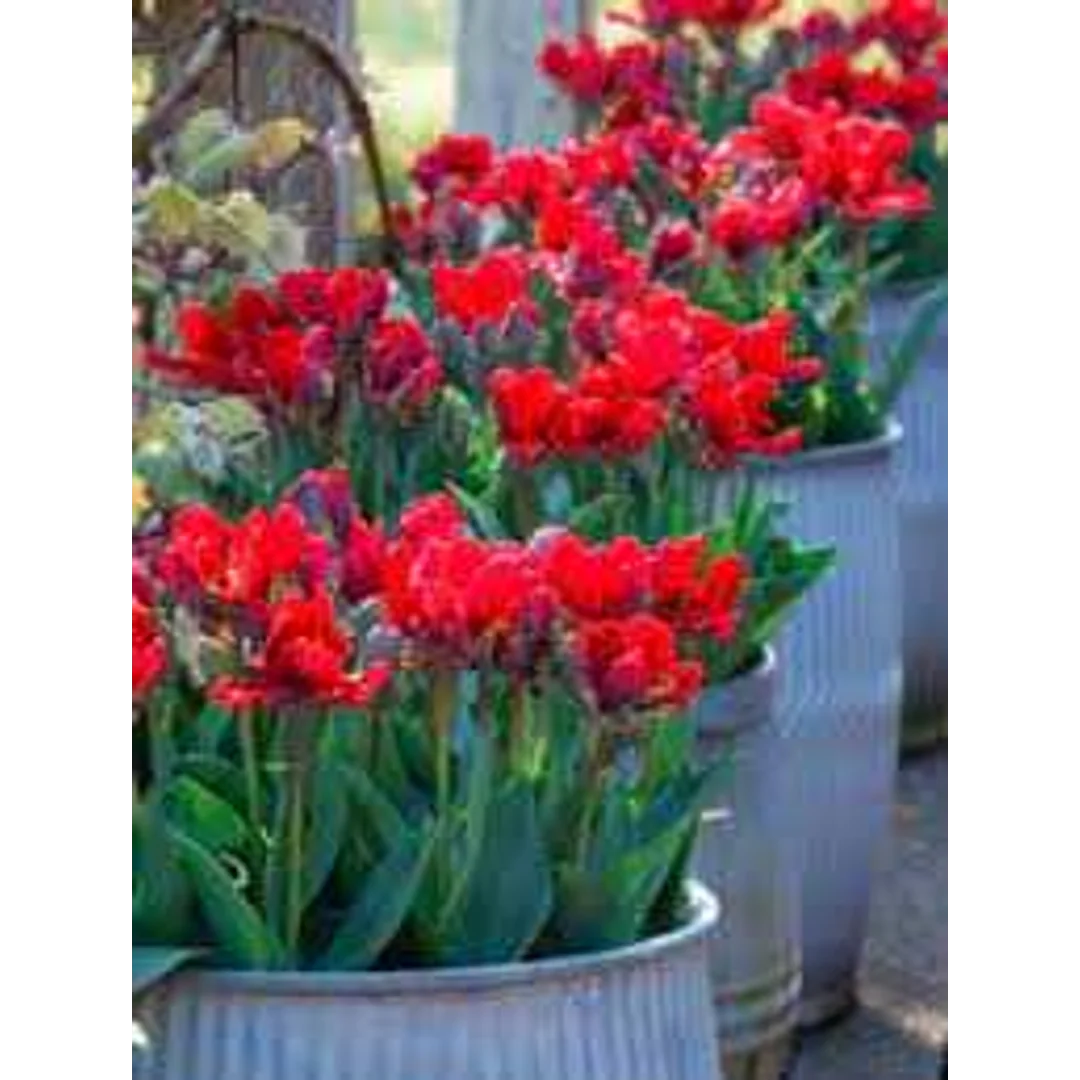 Tulipa Double Rococo Tulipan 5SZT