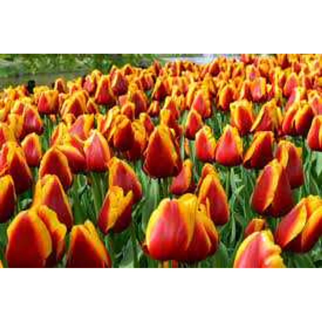Tulipa Dow Jones Tulipan 'Dow Jones'5SZT