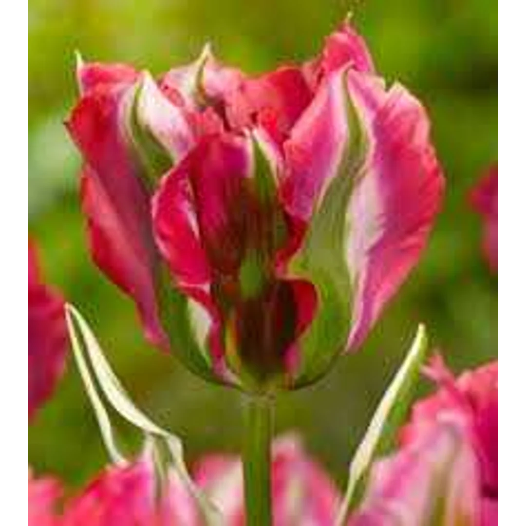 Tulipa Esperanto Tulipan 'Esperanto' 5SZT