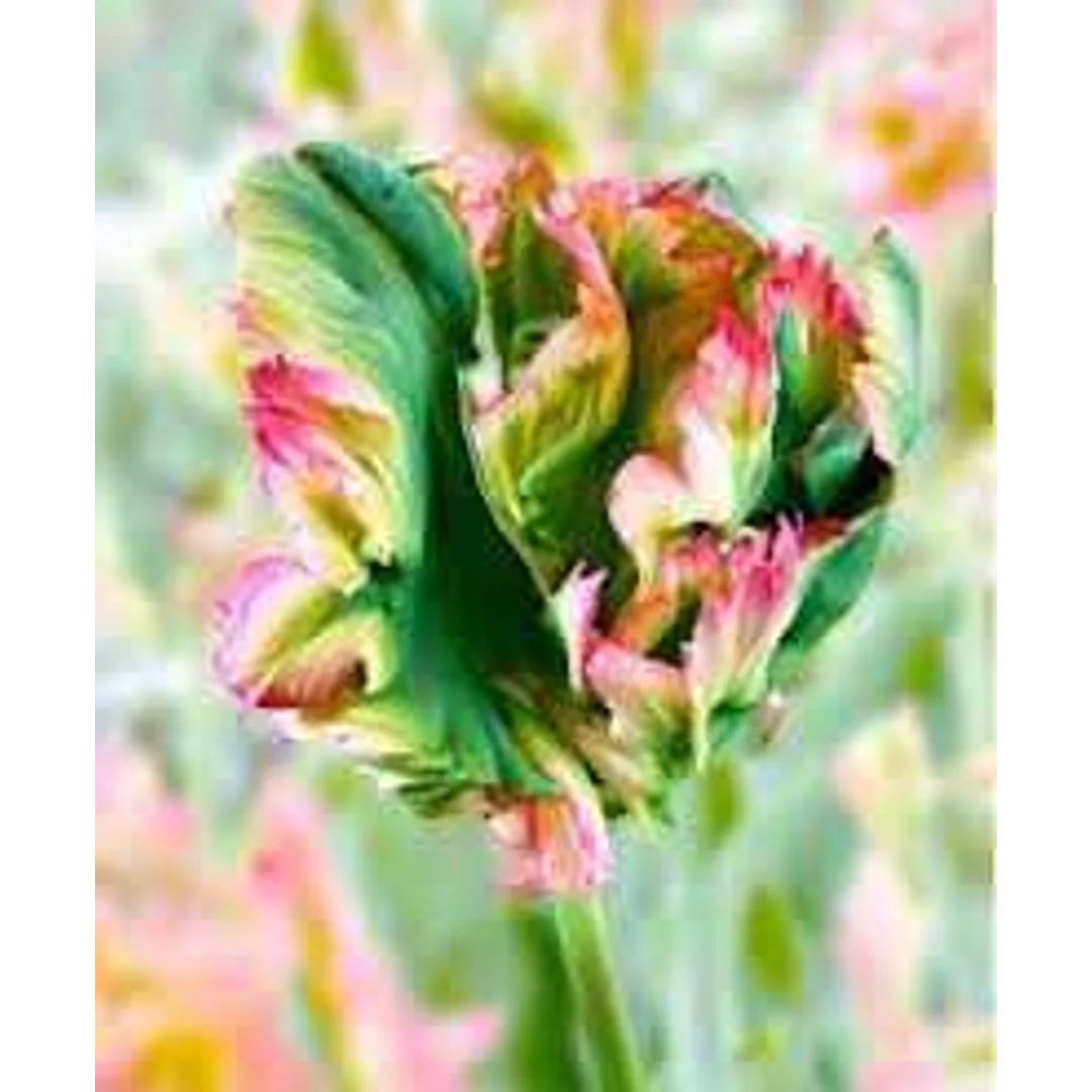 Tulipa Exotic Parrot Tulipan 'Exotic Parrot' 5SZT