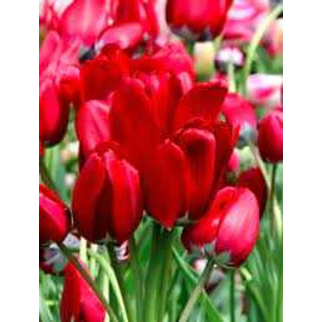 Tulipa Fiery Club Tulipan 'Fiery Club'5SZT