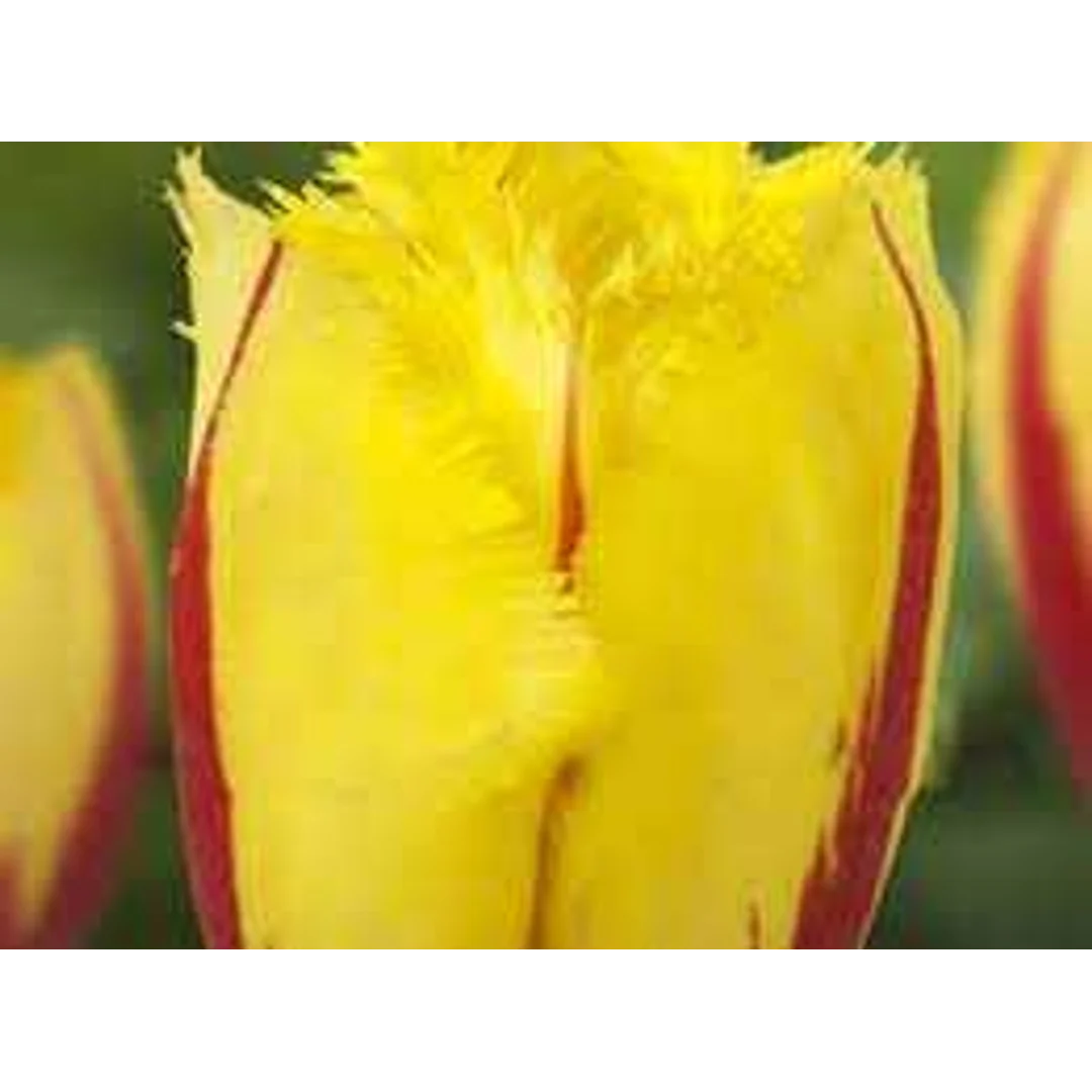 Tulipa Flamenco Tulipan 'Flamenco' 5SZT