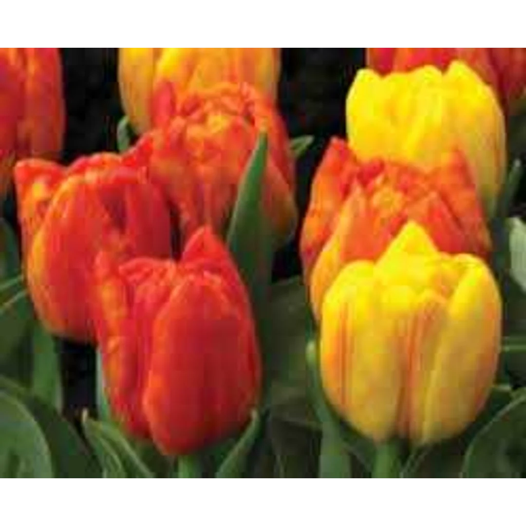 Tulipa Flaming Baby Tulipan 'Flaming Baby' 5SZT