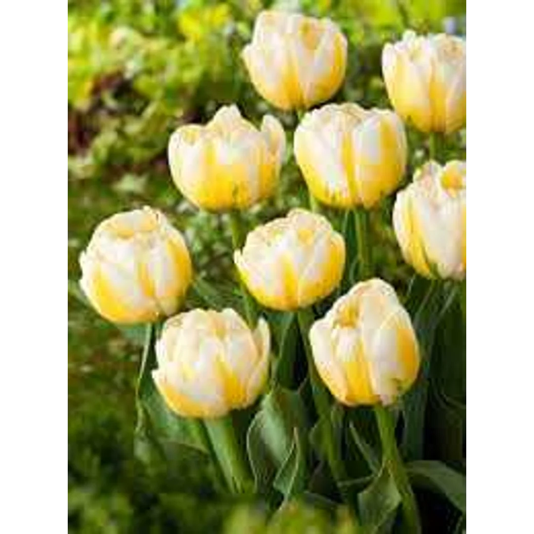 Tulipa Flaming Evita Tulipan 'Flaming Evita' 5SZT