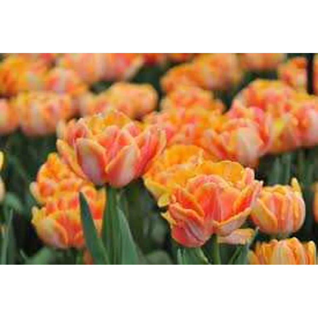 Tulipa Foxy Foxtrot Tulipan 'Foxy Foxtrot'5SZT