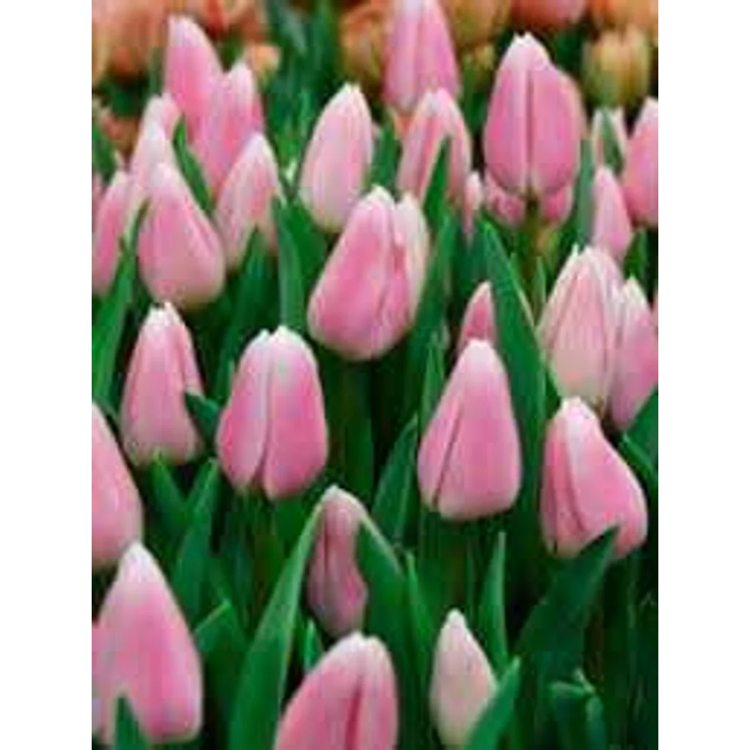 Tulipa Gabriella Tulipan 'Gabriella'5SZT