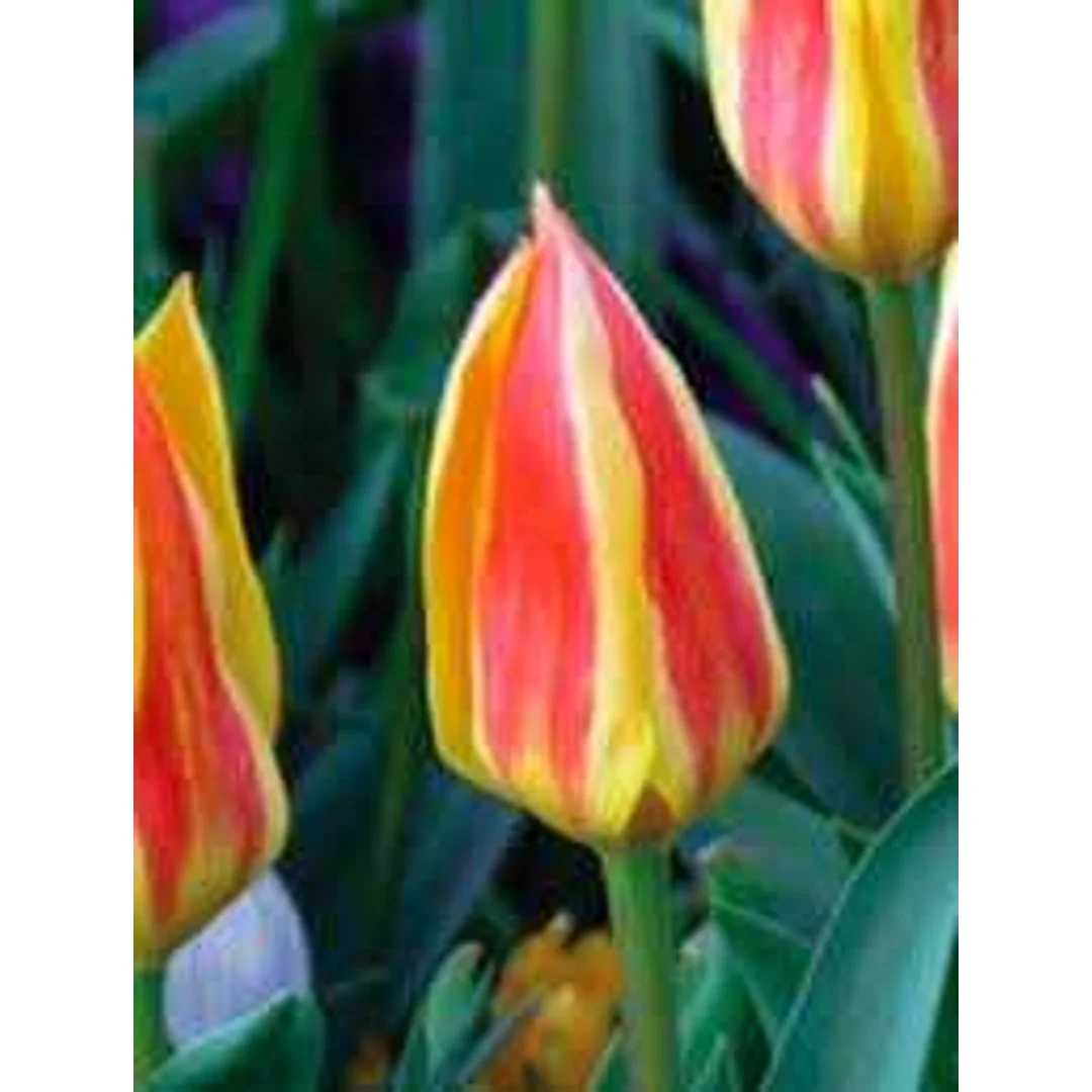 Tulipa Glück Tulipan 'Glück' 5SZT