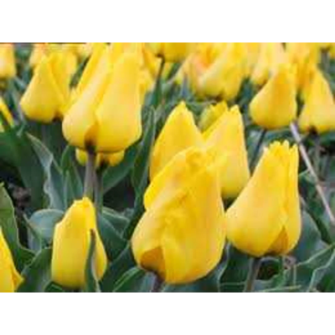 Tulipa Gold West Tulipan 'Gold West' 5SZT