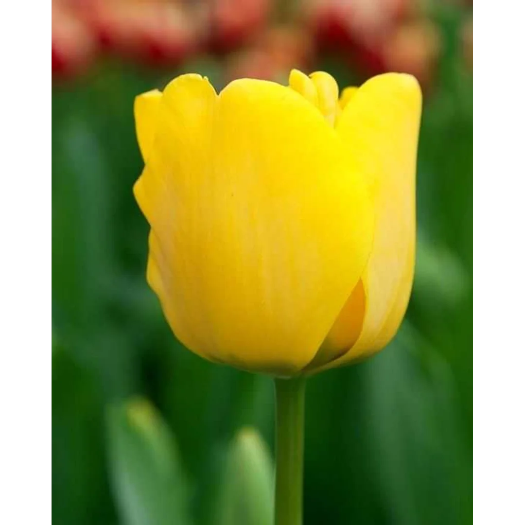 Tulipa Golden Apeldorn Tulipan 'Golden Apeldorn' 5SZT