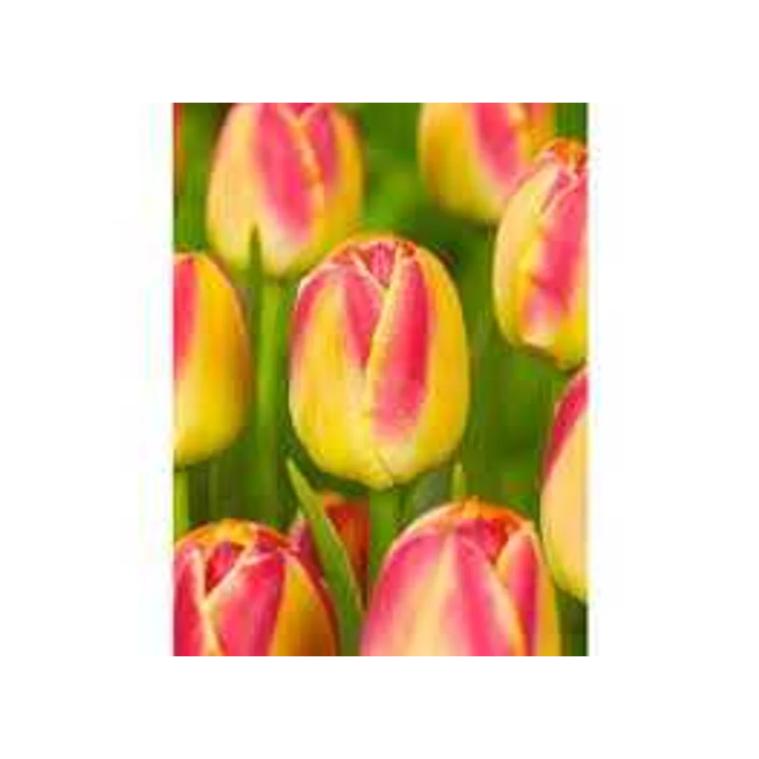 Tulipa Golden Dynasty Tulipan 'Golden Dynasty'5SZT