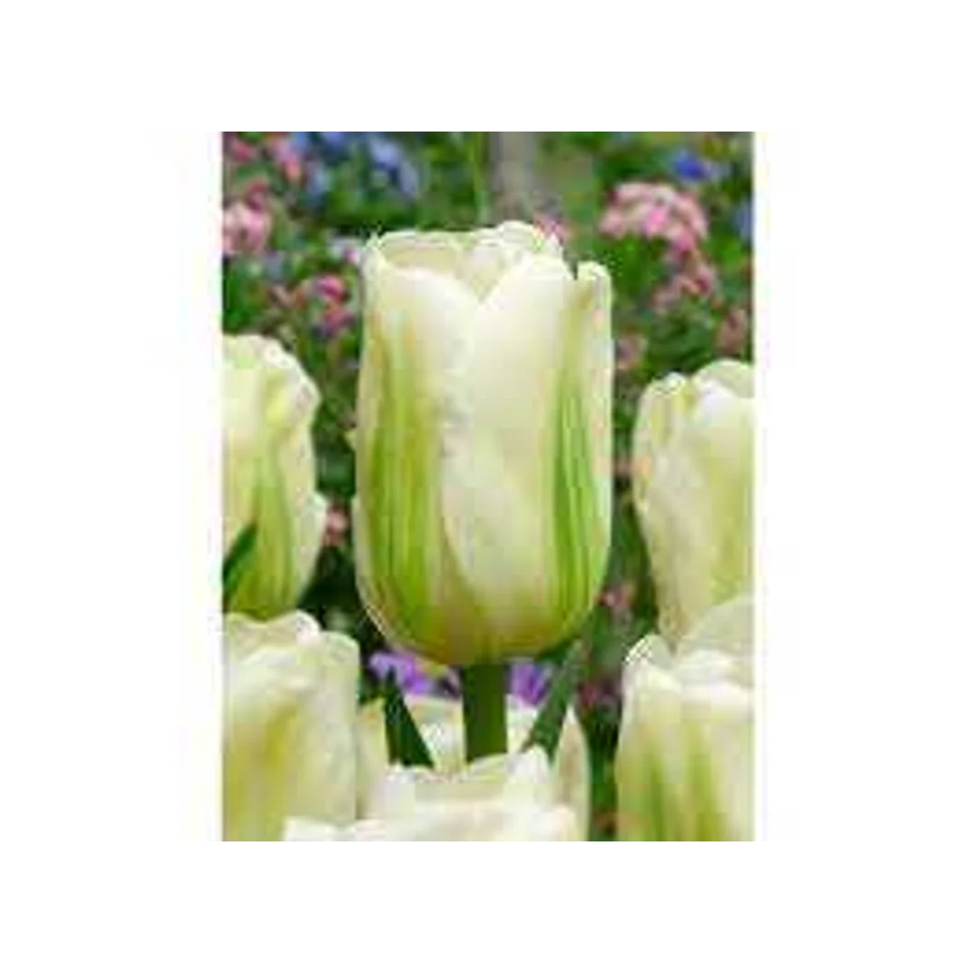 Tulipa Green Spirit Tulipan 'Green Spirit' 5SZT