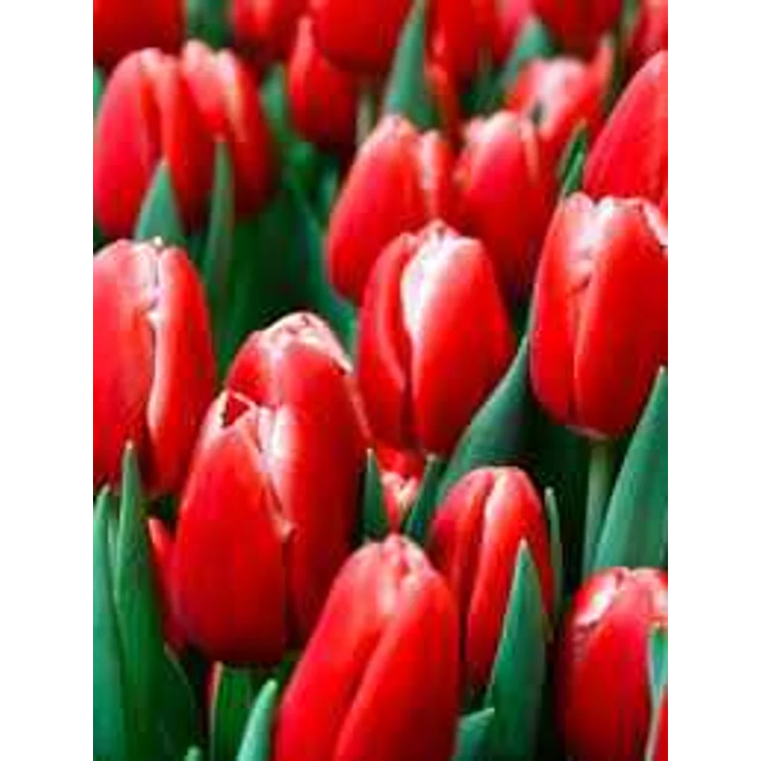 Tulipa Greiga Friendly Fire Tulipan 'Greiga Friendly Fire' 5SZT