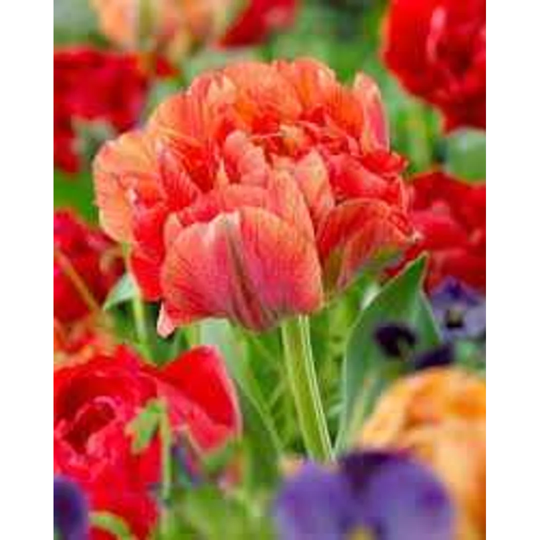 Tulipa Gudoshnik Double Tulipan 'Gudoshnik Double' 5SZT